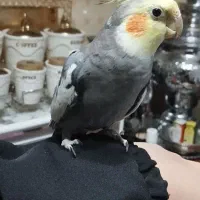 عروس هلندی