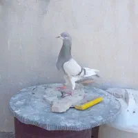 کبوتر قلدر پرشی