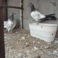 کفتر پاکستانی