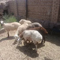 میش