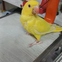 طوطی ملنگو جوجه ۴۰ روزه