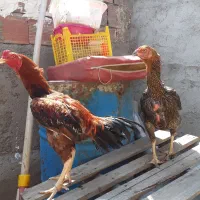 مرغ وخروس لاری