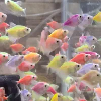 ماهی کالر