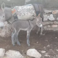 خر با قدو نر