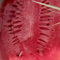 هندوانه گرد/ بیضی /فارس /گچساران|خوردنی و آشامیدنی|تهران, آبشار|دیوار