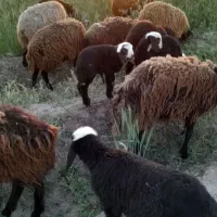 قوچ عروس تیزران