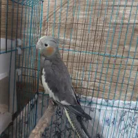 عروس هلندی دستی ماده