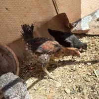 ۳ جوجه عدمرغ و خروس