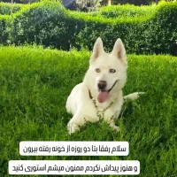 گمشده