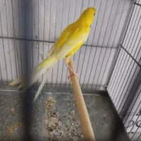 قناری دهن سهره