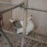 کبوتر گراف