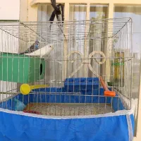 مرغ عشق