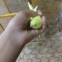 چهار جوجه مرق عشق فروش فوری