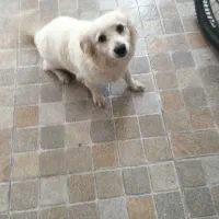 سگ آروم و خونگی