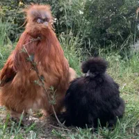 مرغ وخروس ابریشمی