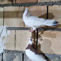 کفتر کبوتر