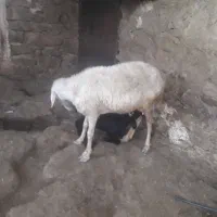 گوسفند و بره