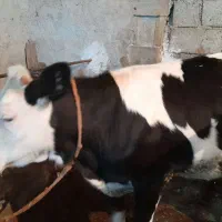 گوساله ماده