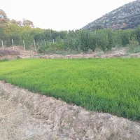 تخمدون خیلی تمیز آماده کاشت