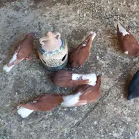 کبوتر دم سفید