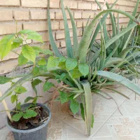 گل یاس رازقی