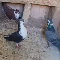 کفتر