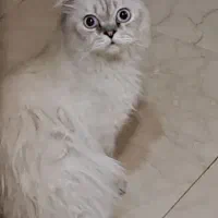 گربه پرشین اصیل مادر و دختر