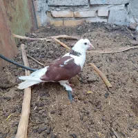 سبز پر غلط مسافتی و کور کوری  شازده سرخ