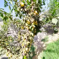 باغچه 925فروشی