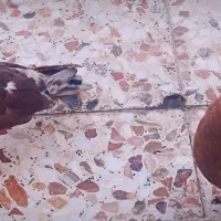 کفتر