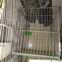 قفس پرنده