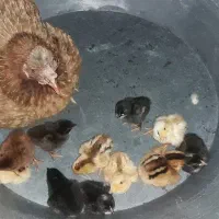 مرغ با 11 تا جوجه