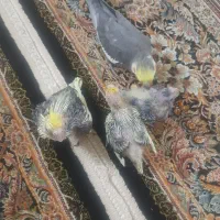 جفت عروس هلندی
