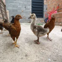 جوجه مرغ و غازو اردک اسراییلی