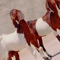 دوتا کهره مری نر و ماده جملی