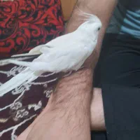 فروش عروس هلندی