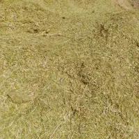 کاه لوبیا نو