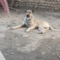 واگذاری سگ سرابی