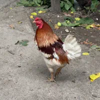 خروس و مرغ و اردک