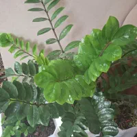 گل و گیاه|گل و گیاه طبیعی|مریوان, |دیوار