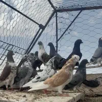 یک جفت کبوتر