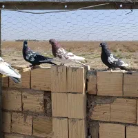 پنج‌تا سیندار عزیز