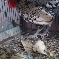 خروس سپرایت