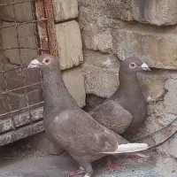 کبوتر|پرنده|شیراز, شهرک صادقیه|دیوار