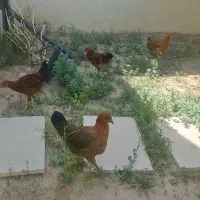 مرغ و خروس