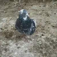 سرور|پرنده|سمنان, |دیوار