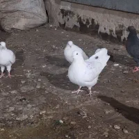 کبوتر