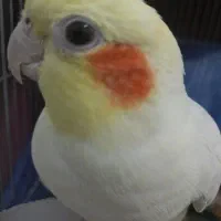 عروس هلندی مولد رو تخم