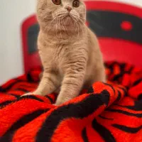 اسکاتیش