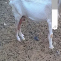 بز دورگه
